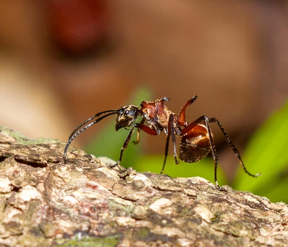 Polyrhachis bihamata