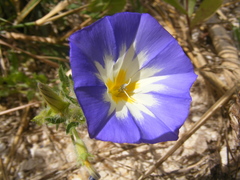 Convolvulus tricolor