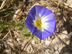 Convolvulus tricolor