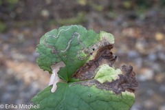 Phytomyza tigris