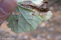 Phytomyza tigris