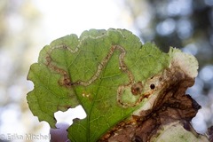 Phytomyza tigris