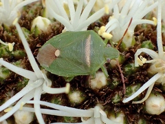 Ocirrhoe unimaculata