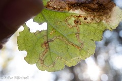 Phytomyza tigris