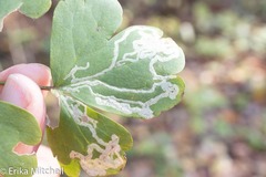 Phytomyza minuscula group