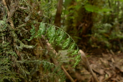 Hymenophyllum javanicum