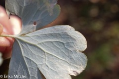 Phytomyza minuscula group