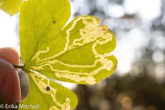 Phytomyza minuscula group