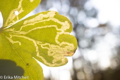 Phytomyza minuscula group