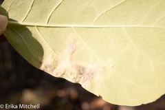 Leucanthiza dircella