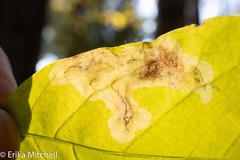 Leucanthiza dircella