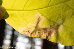 Leucanthiza dircella