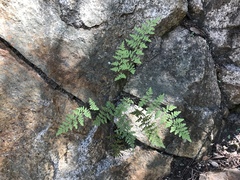 Myriopteris fendleri