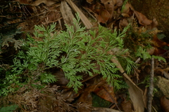 Vandenboschia maxima