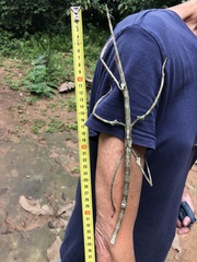 Bactrododema