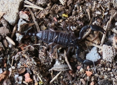 Opisthacanthus validus