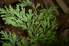 Vandenboschia maxima