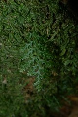 Polyphlebium vieillardii