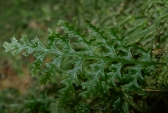 Polyphlebium vieillardii