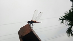 Urothemis signata