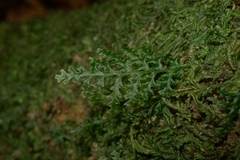 Polyphlebium vieillardii