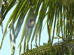 Ploceus philippinus