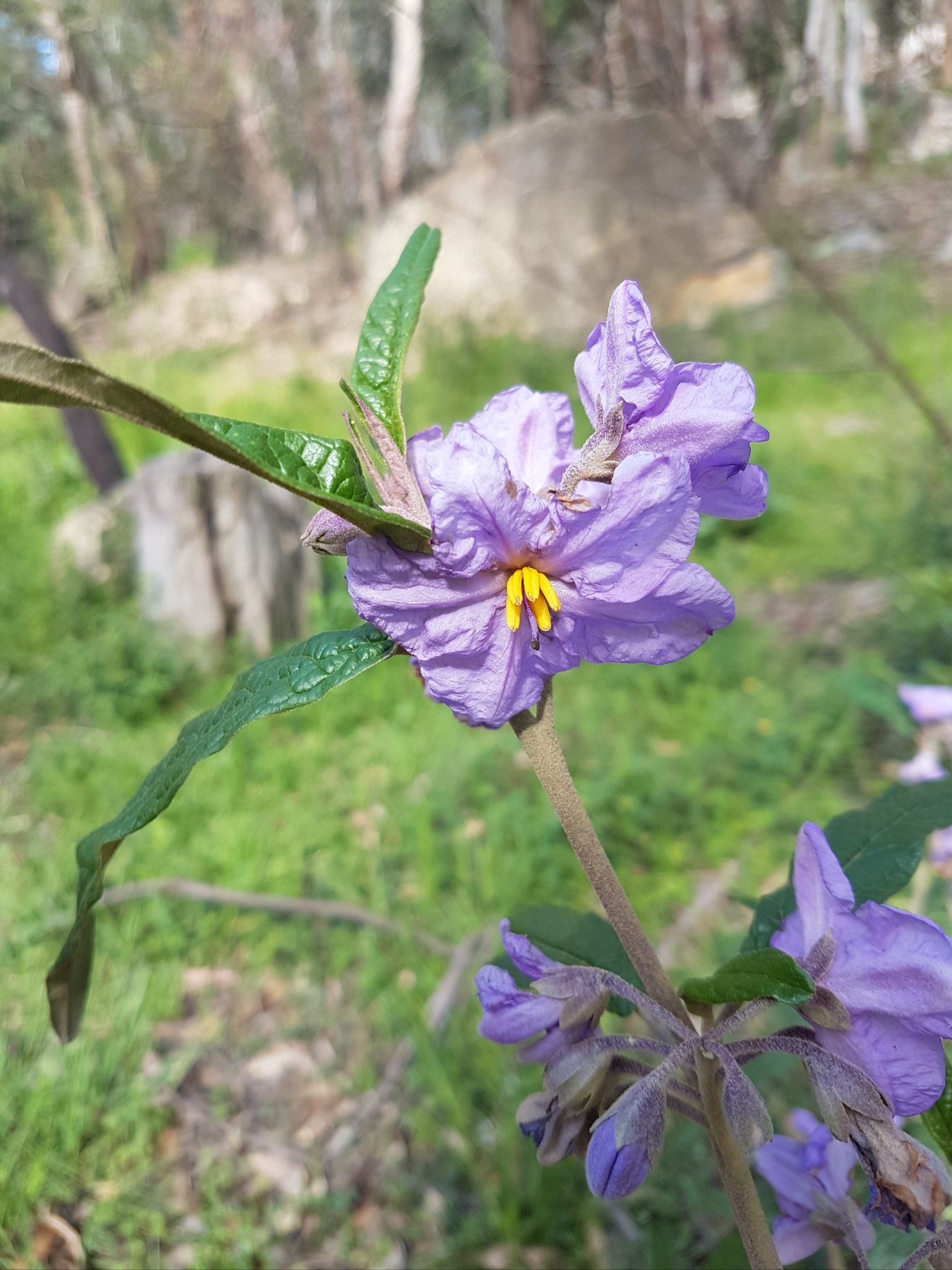 Solanum brownii