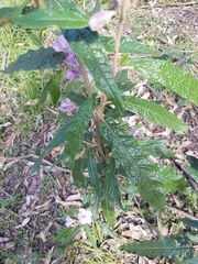 Solanum brownii