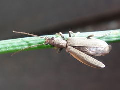 Oedemerinae