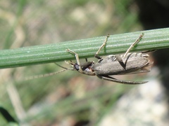 Oedemerinae
