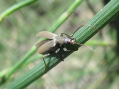 Oedemerinae