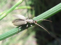 Oedemerinae