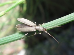 Oedemerinae