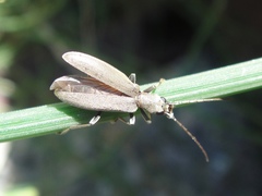 Oedemerinae