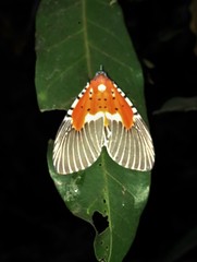 Aganainae
