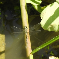 Acisoma panorpoides