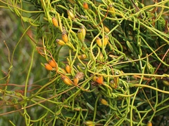 Cassytha glabella dispar