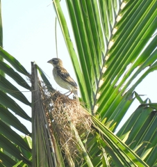 Ploceus philippinus