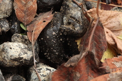 Ascobolus sacchariferus