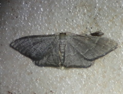 Idaea coercita