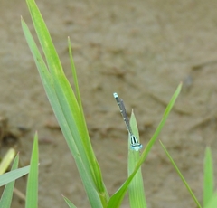 Pseudagrion microcephalum