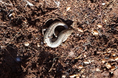 Heremites vittatus