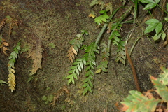 Tmesipteris lanceolata