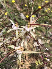 Caladenia straminichila