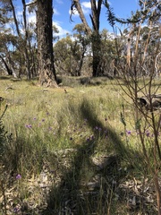 Caladenia straminichila