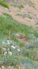 Marmota olympus