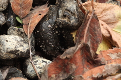 Ascobolus sacchariferus