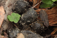 Ascobolus sacchariferus