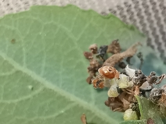 Clitostethus arcuatus