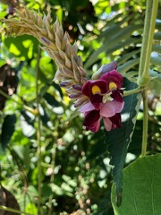 Pueraria montana lobata